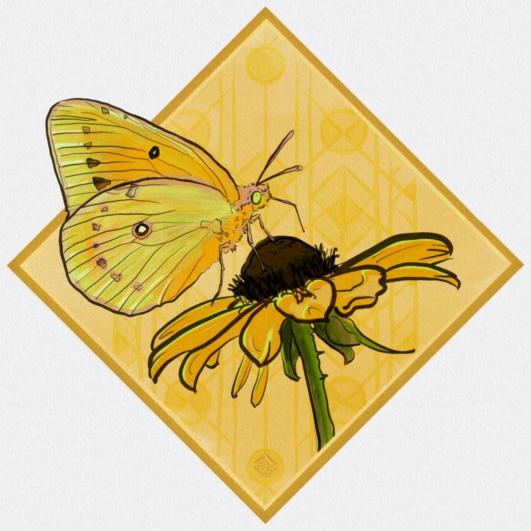 A clouded yellow sulphur butterfly sits on a black eyed Susan. It is framed by a diamond with a gold art deco pattern behind it.