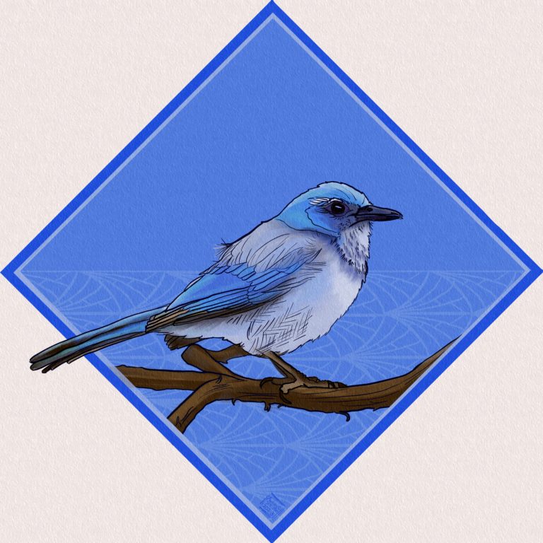 An intense woodhouse’s scrub jay eyes the viewer from a sturdy vine. It is brilliant blues and gray. The scene is surrounded by a cerulean blue diamond with an art deco pattern behind.