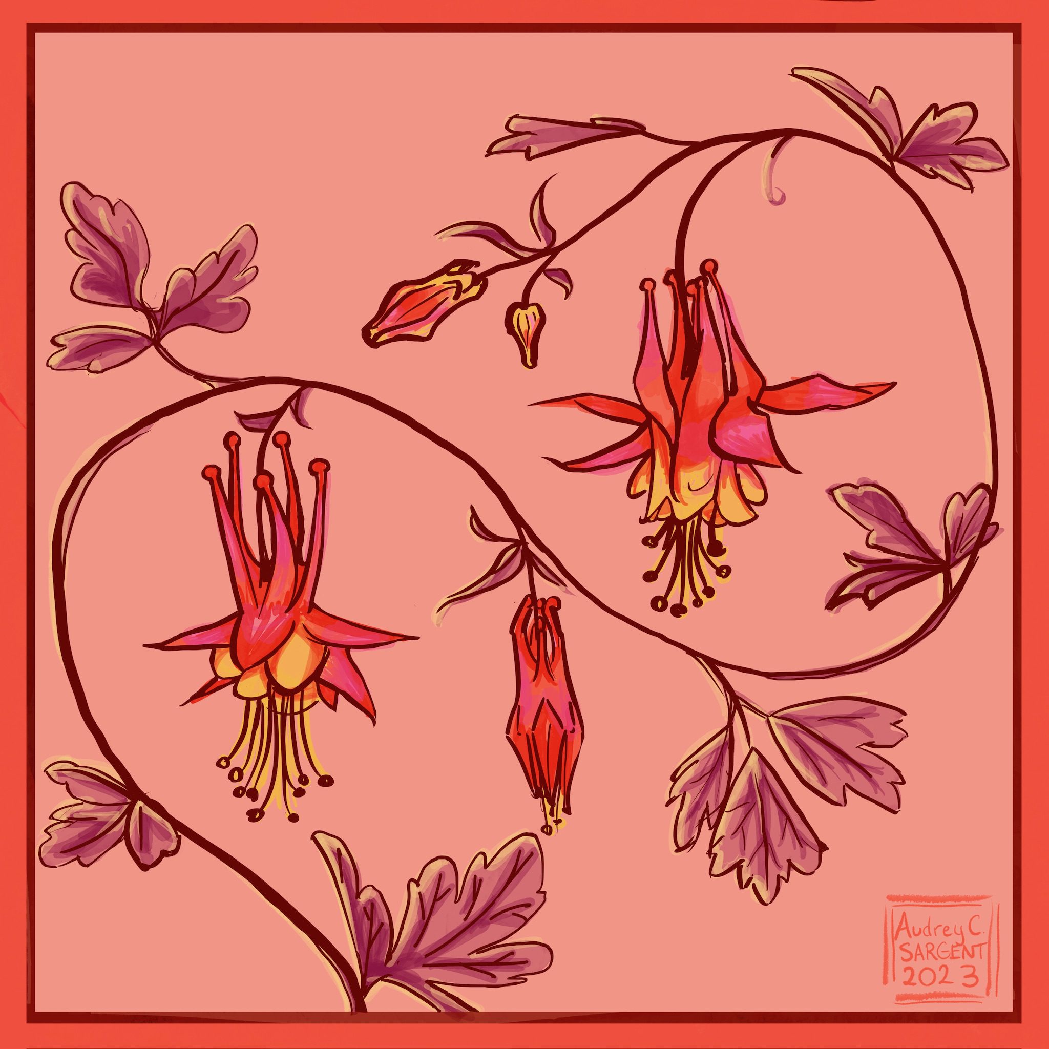 A graceful Columbine vine in purple, coral, and yellow in an s curve across the square canvas.