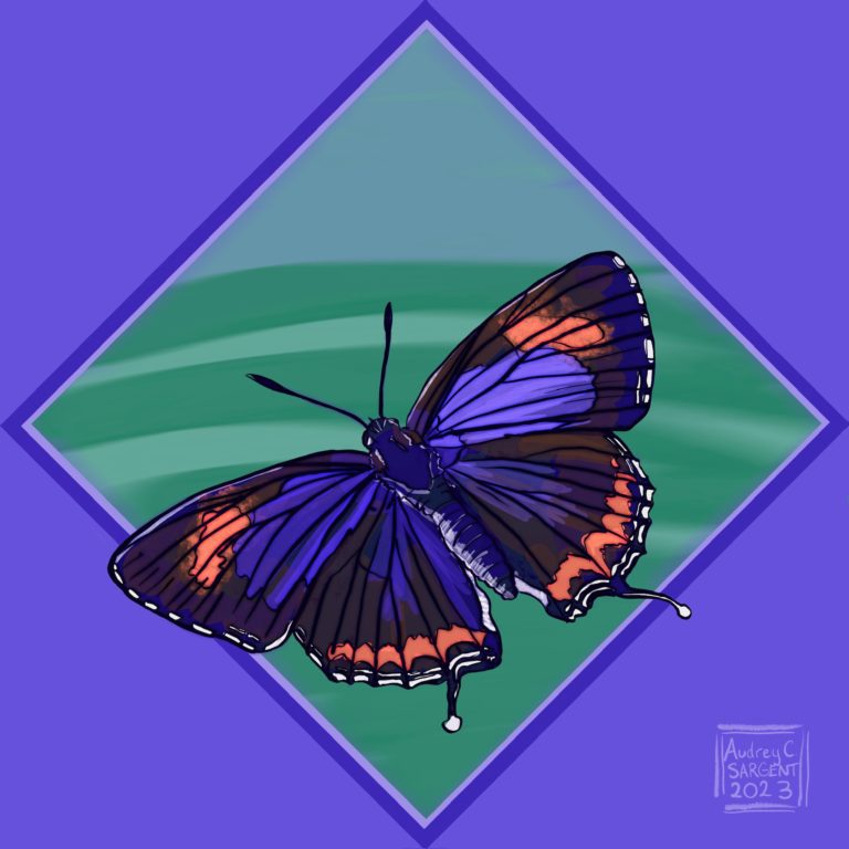 A butterfly with Royal blue with orange accents and white edging, a Colorado Hairstreak hangs out on a green background and is framed by a similar purple backdrop frame in a diamond shape.