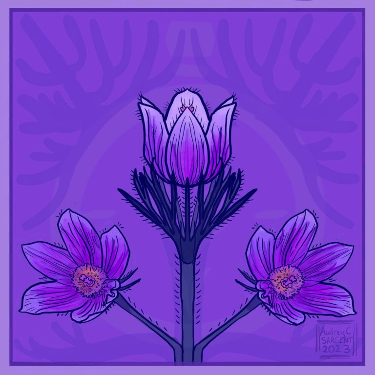 A symmetrical design of a blooming pasque flower in purples, pinks, and dim yellow centers. An art noveau background in purple with a square frame behind it.