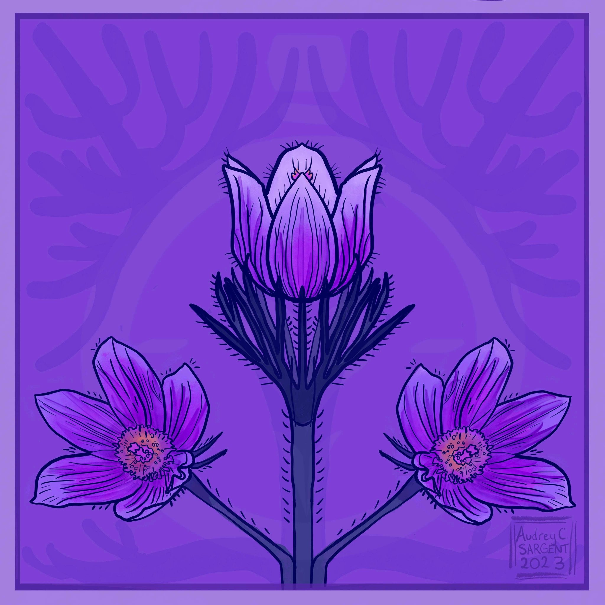 A symmetrical design of a blooming pasque flower in purples, pinks, and dim yellow centers. An art noveau background in purple with a square frame behind it.