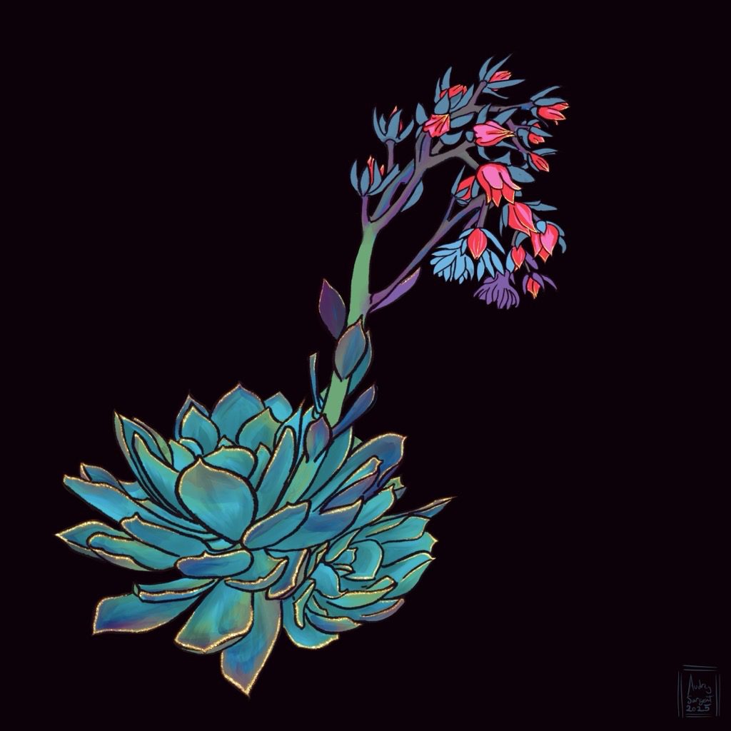 A Blue Prince echevaria with blue and dark teal rosettes of leaves tipped in a purple blush floats on a black background to the left of center of the digital painting. To the right side, a pup and a flower spike shoot to the side and up, where leaves take on a reddish purple hue, and bright pink and orange flowers with large calyxes drape in large arcs.