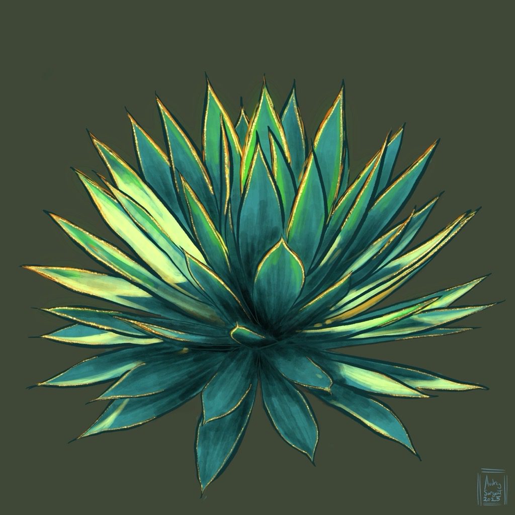 A blue flame agave on a dark gray field, the plant is lit from behind and above by the sun. The leaves are deep blue green, edges and points accented by yellow and red. Gold leaf has been added to them as an accent.