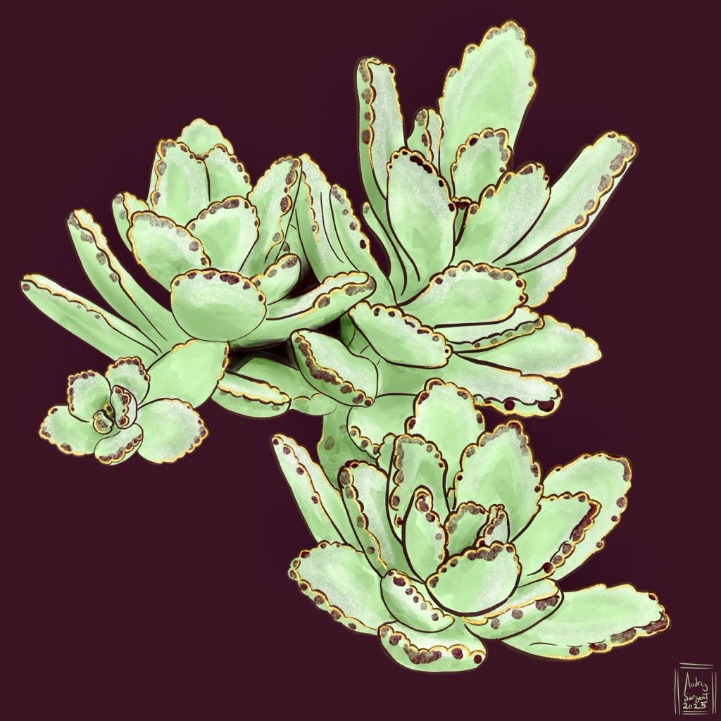 Kalanchoe tomentosa 'Chocolate Soldier' has long oval leaves with scalloped edges. It’s mint green with reddish brown spotting along the edges of the scallops. The leaves are covered in a short fuzz that catches the light. This is a painting on chocolate brown background.