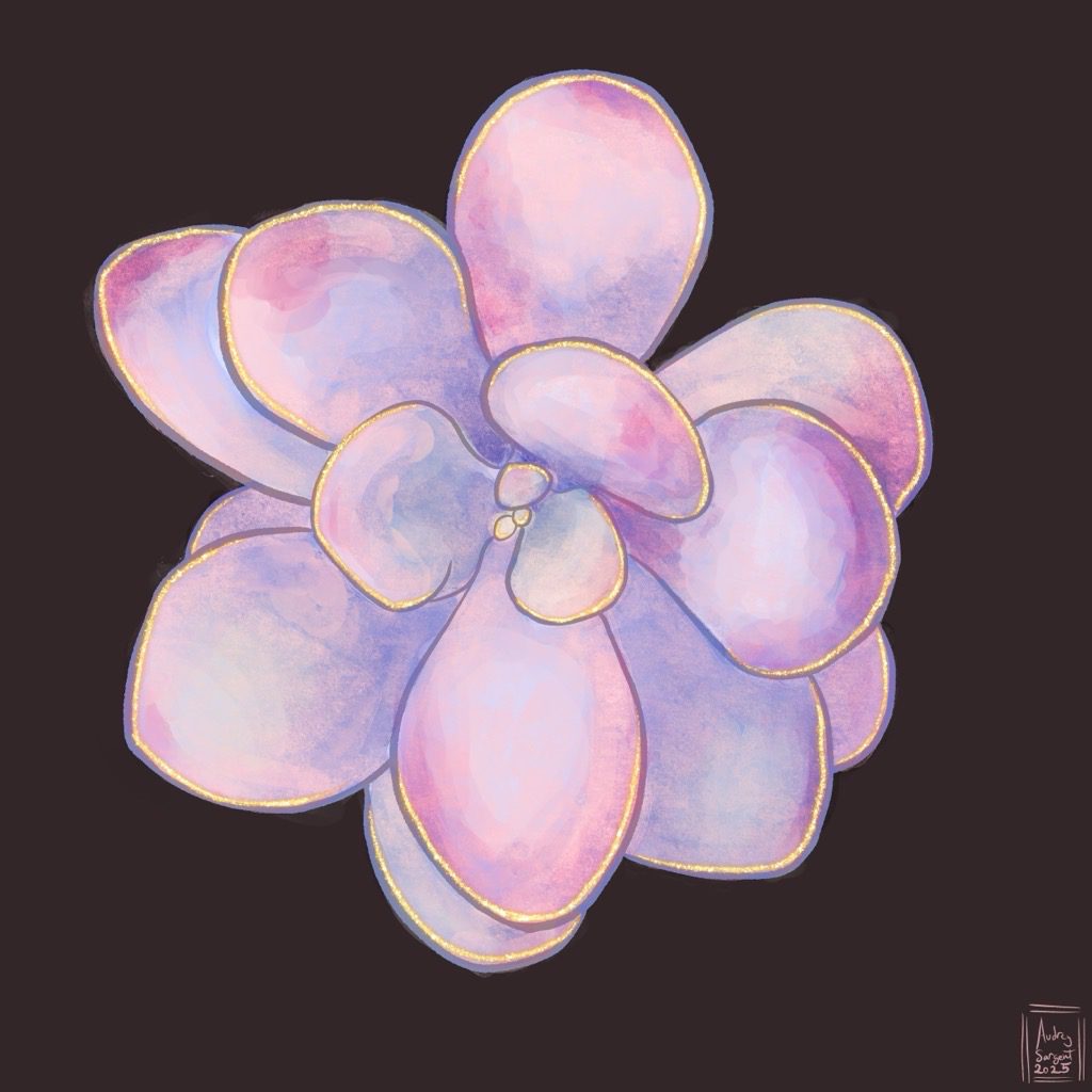 A digital painting of a single rosette of pink moonstone, a succulent with rounded droplet like leaves. It is a pale frosty pink with purple shadows and hints of green where it is not as sunstressed. It shades to spots of dark pink where it got the most light.