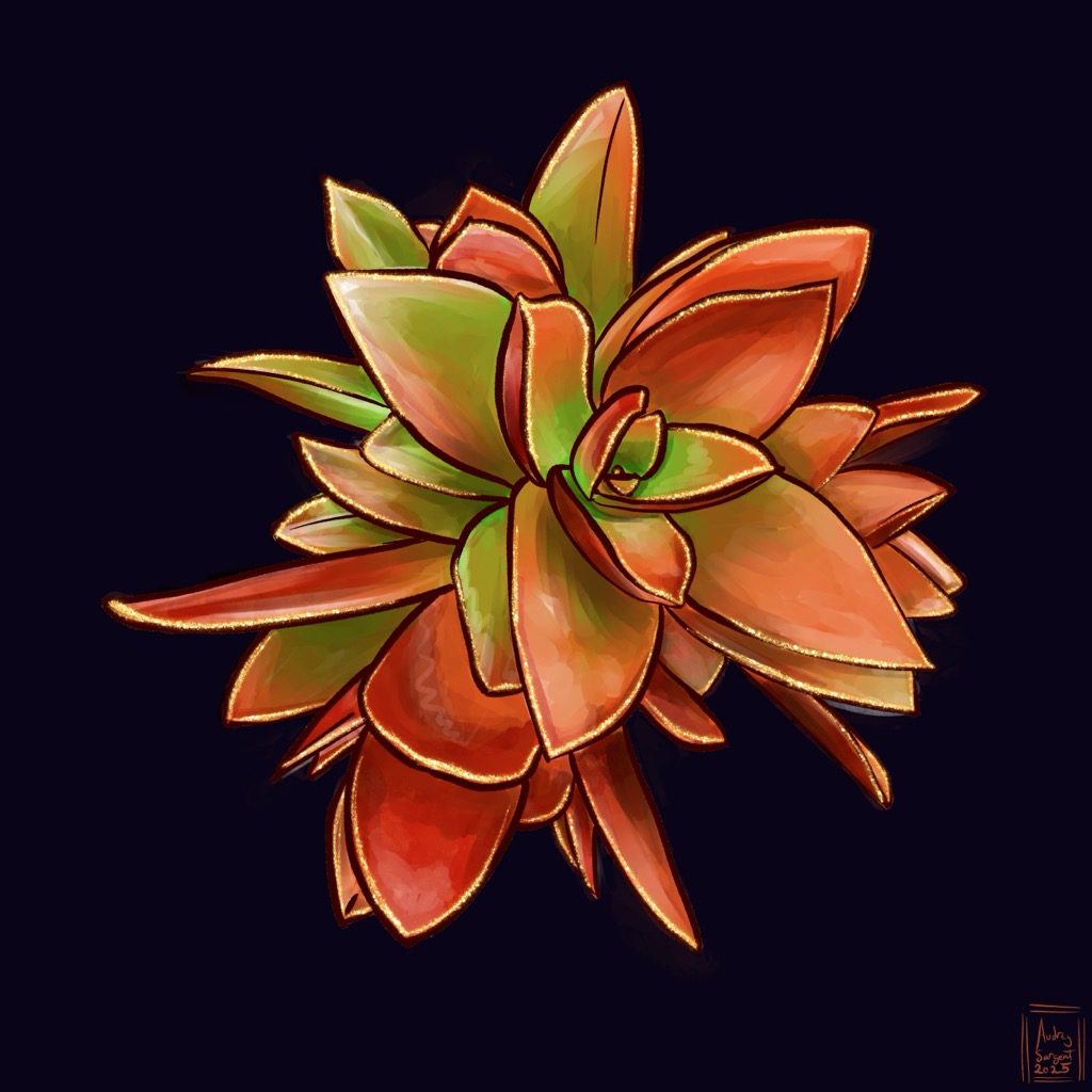 A digital painting. Two rosettes of campfire crassula which has longer blade shaped leaves which are lime green towards the center and turn a bright orange-red to deep red as they get sun and age. The leaves are guilded in gold leaf.