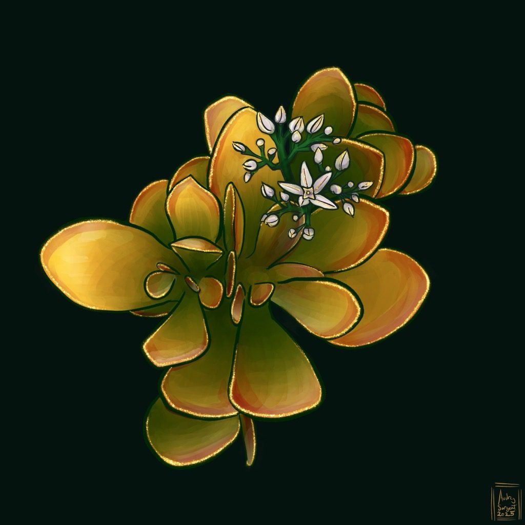 A dramaticly lit painting of a jade plant with leaves sunstressed from deep green to golden yellow with red edges on some leaves. There is one spray of white flowers blooming. The leaves are edged in gold leaf.